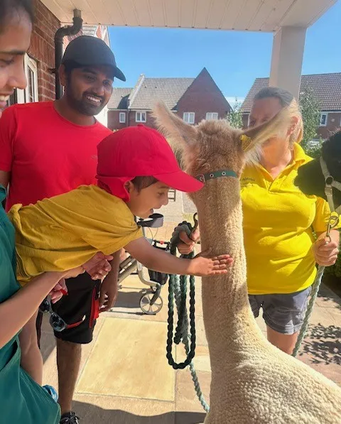 Alpacas visit brings comfort, curiosity and fun!