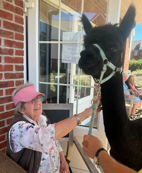 Alpacas visit brings comfort, curiosity and fun!