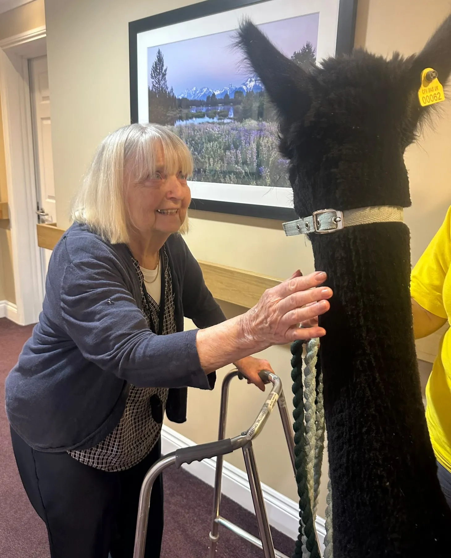 Alpacas visit brings comfort, curiosity and fun!