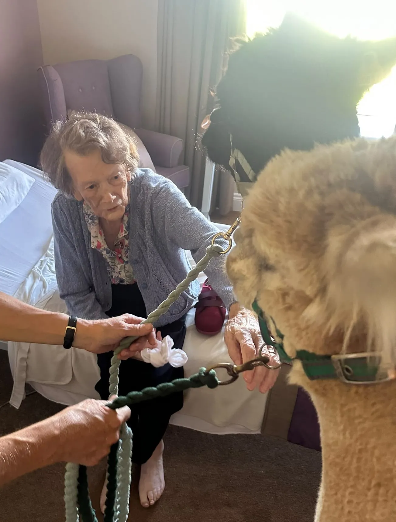 Alpacas visit brings comfort, curiosity and fun!