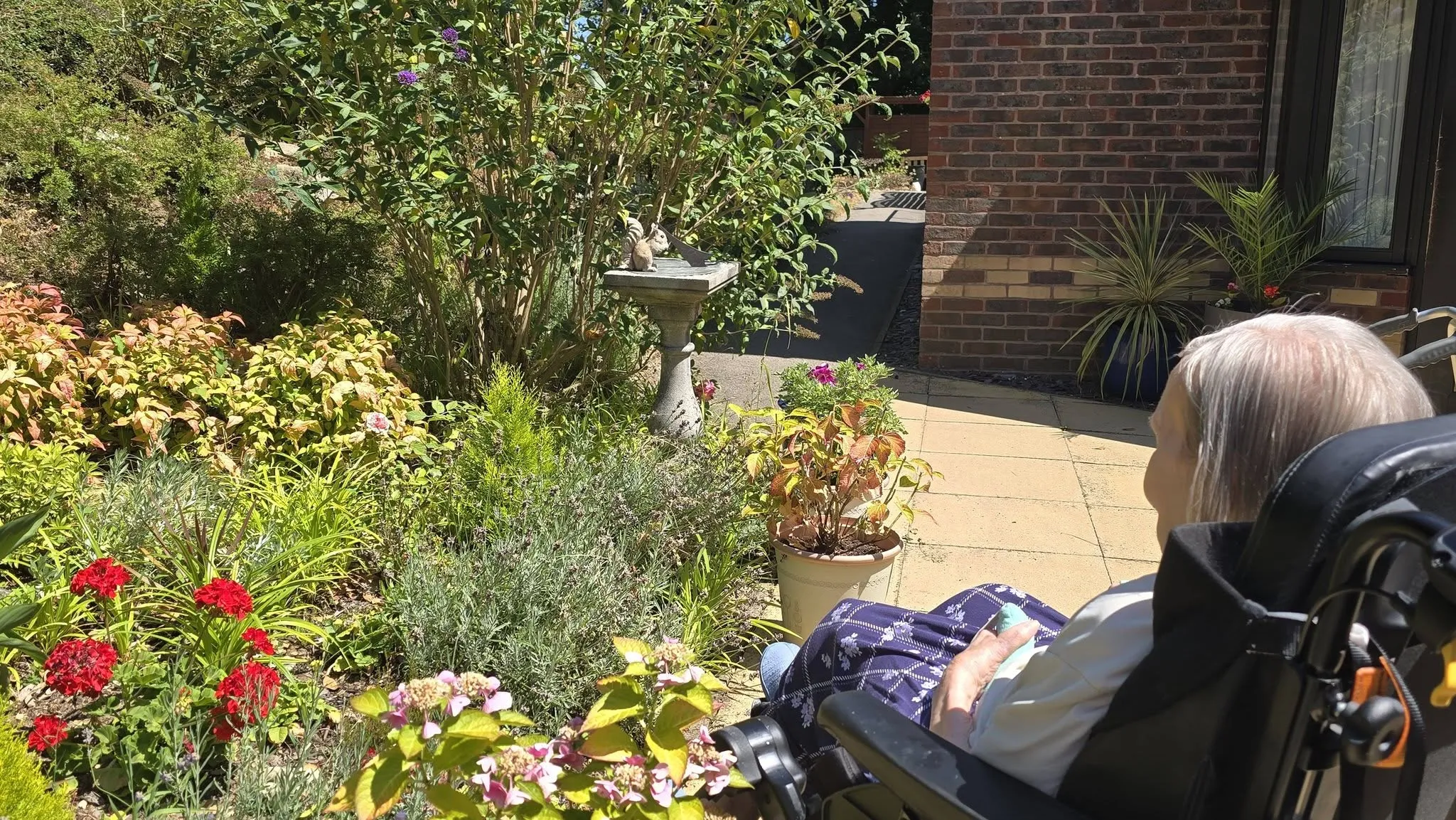 Big Butterfly Count