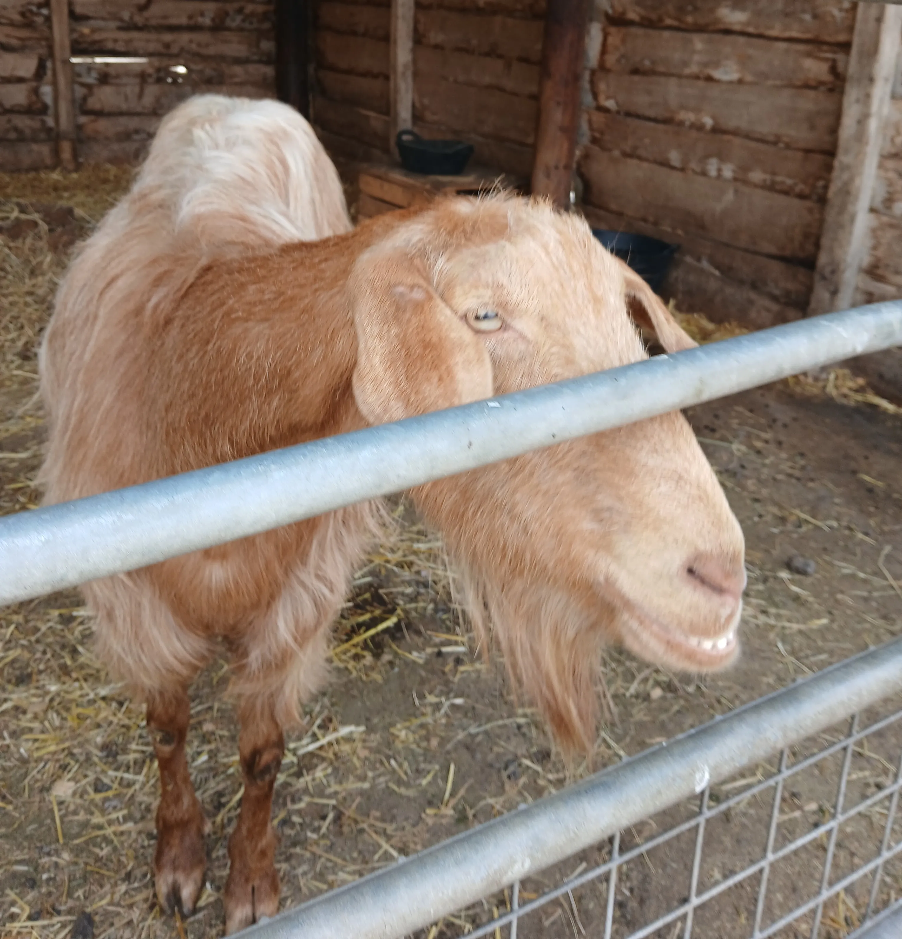 Riverbourne farm trip