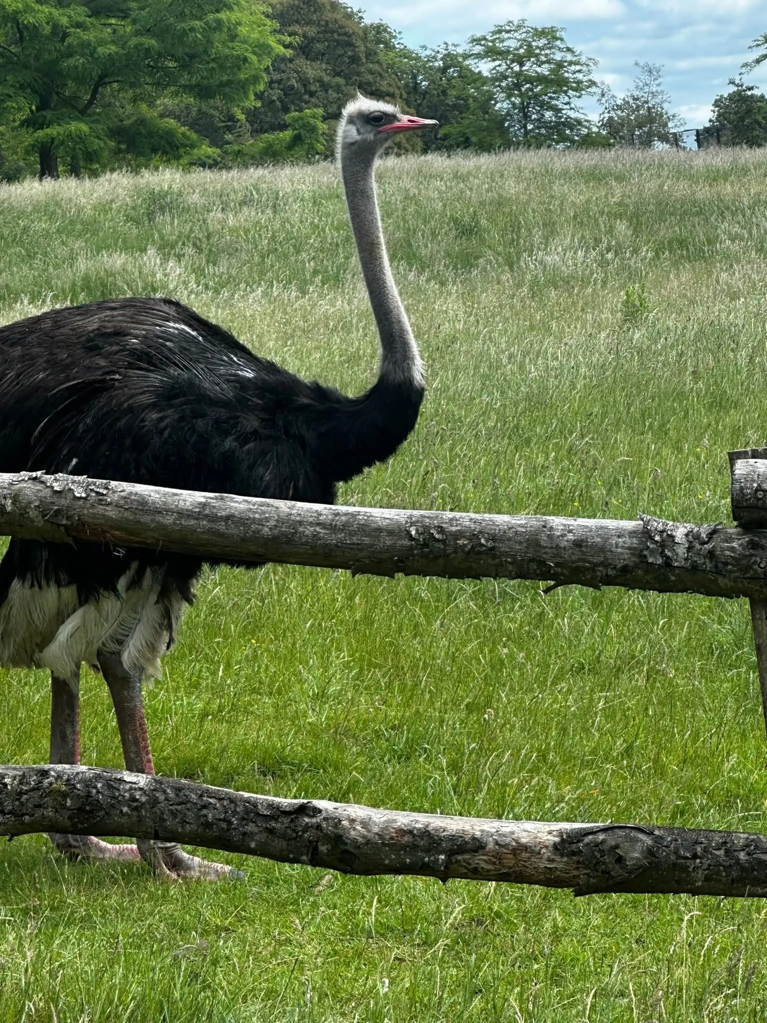 A trip to the zoo