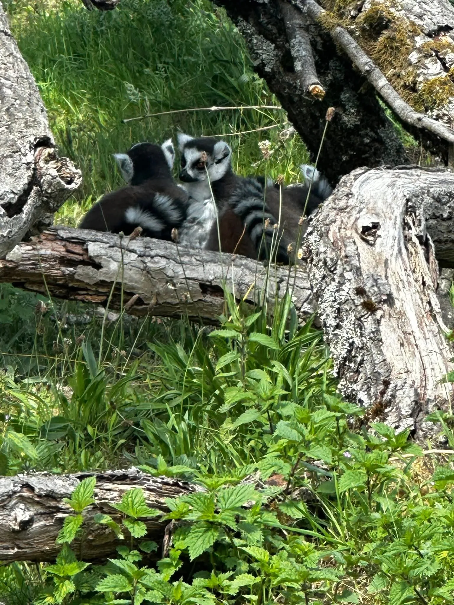 A trip to the zoo