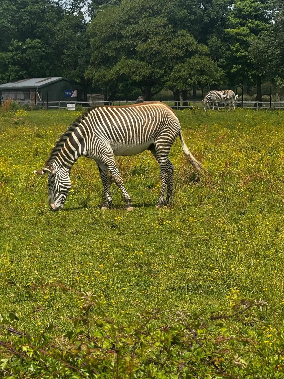 A trip to the zoo