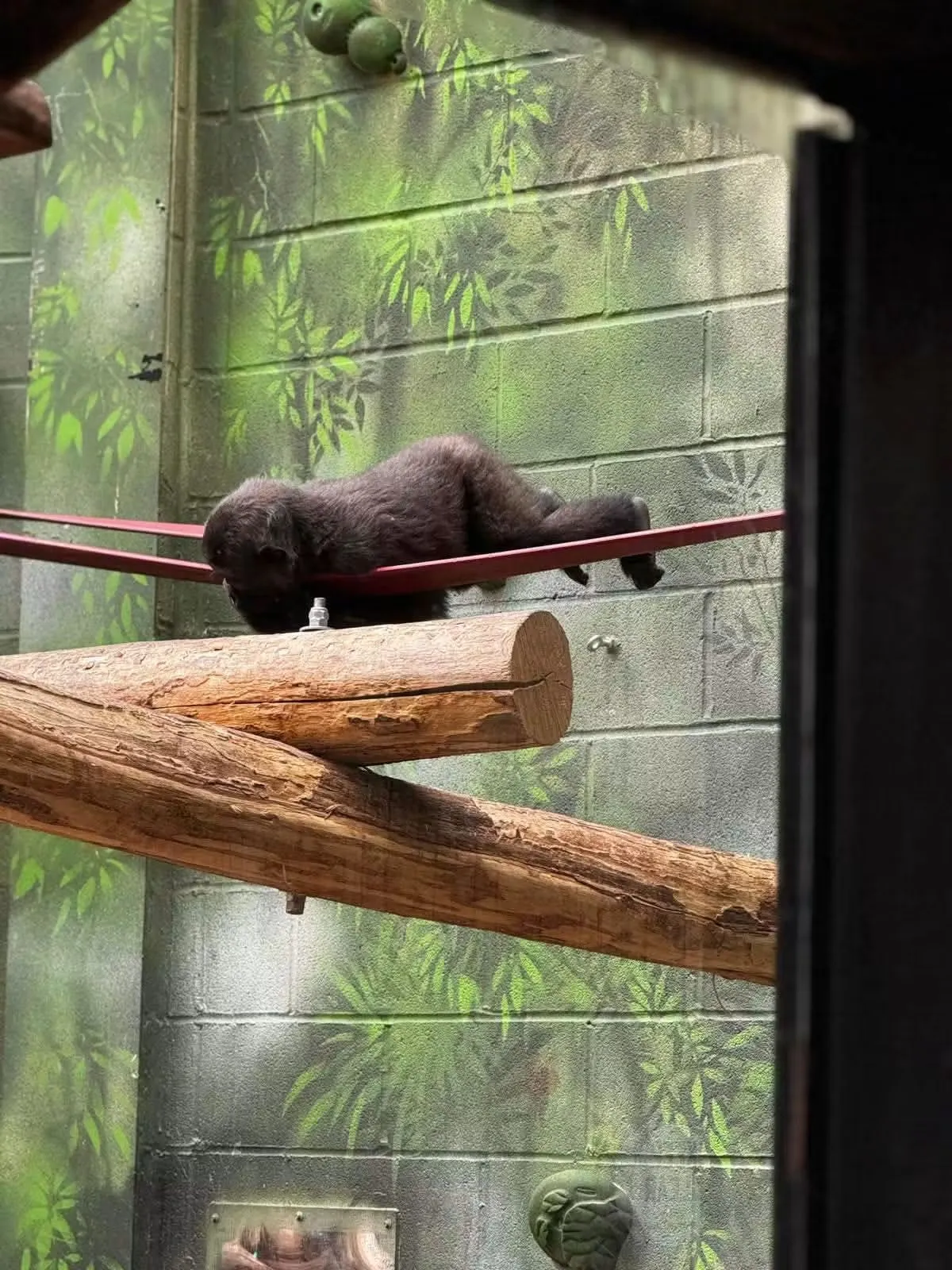 Gentleman’s Day Out at London Zoo!