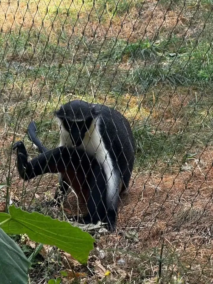 Gentleman’s Day Out at London Zoo!
