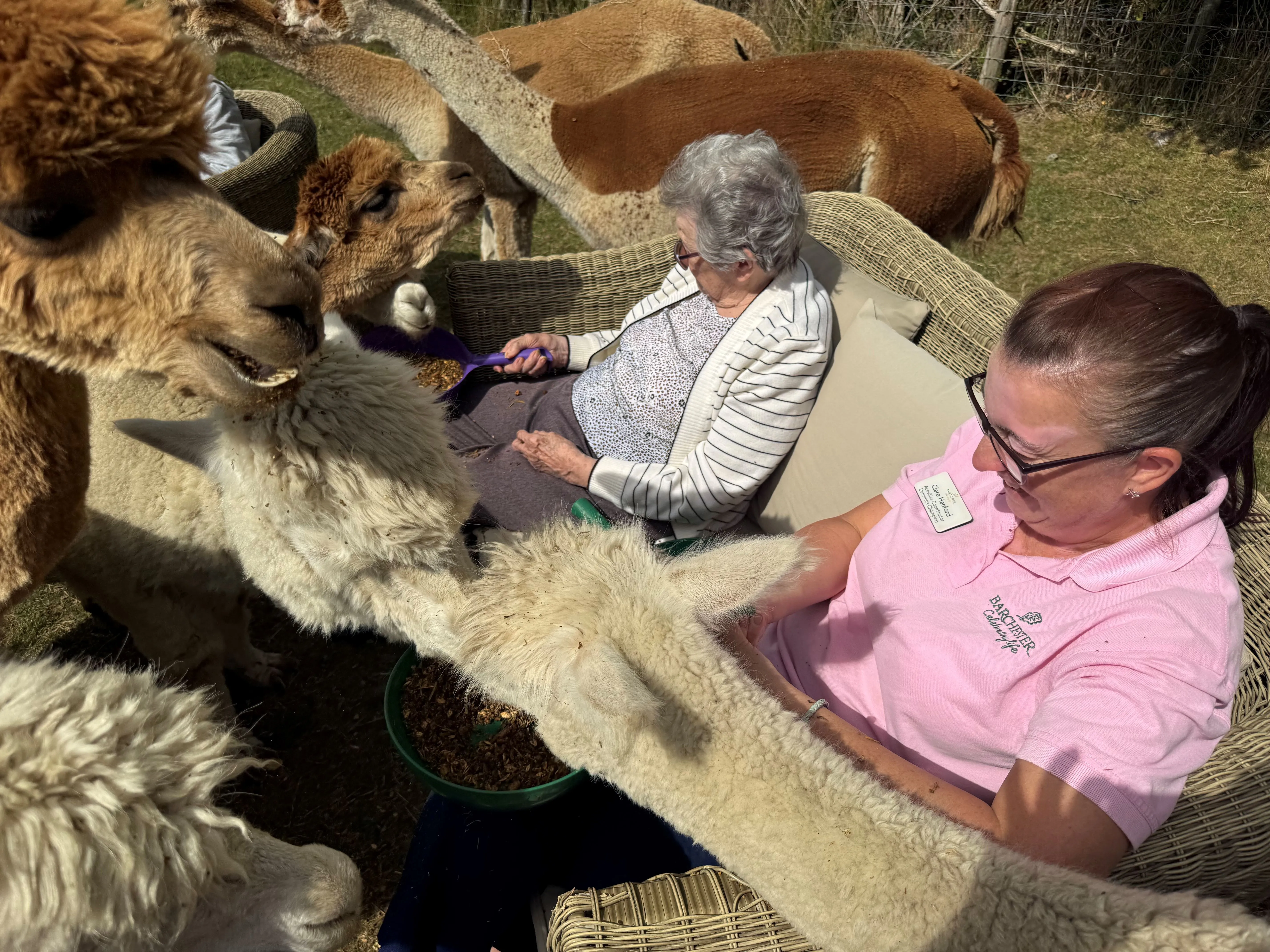 The Amazing Alpacas