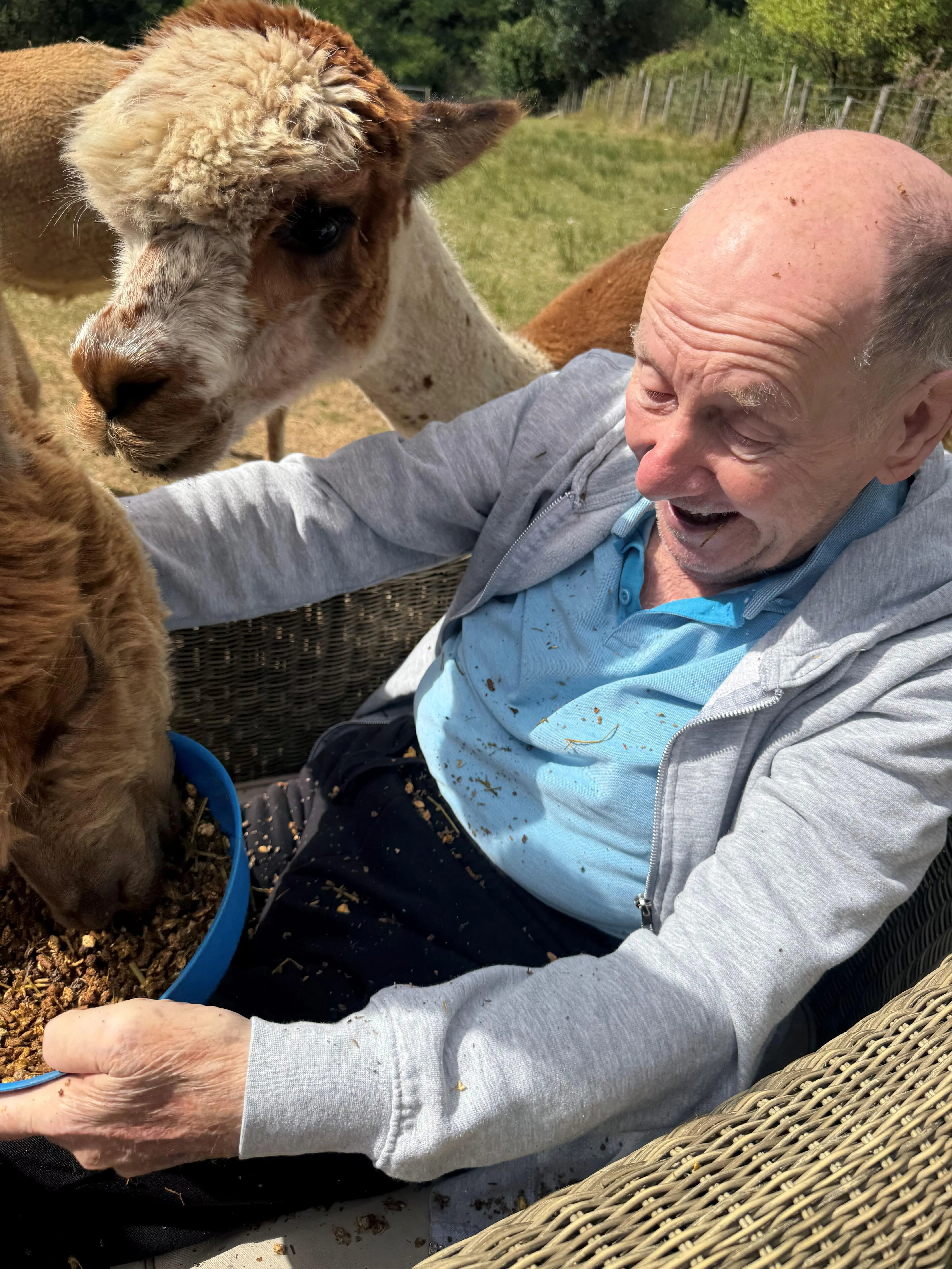 The Amazing Alpacas