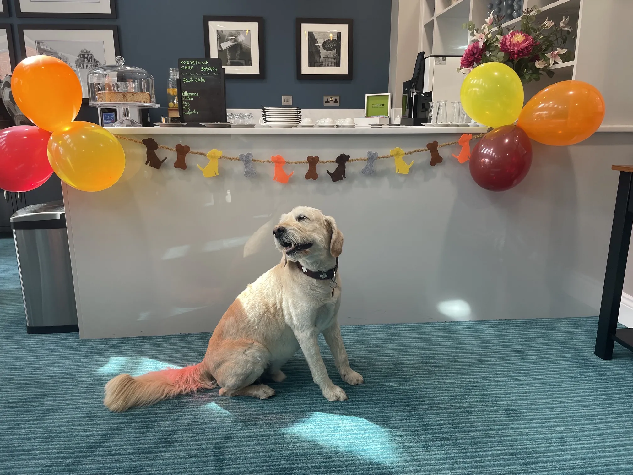Paws And Prejudice: Rolling Out The Red Carpet For Mr Darcy!