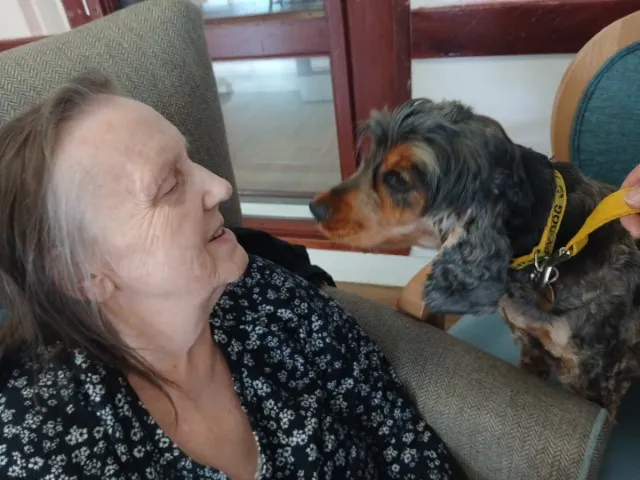 Therapy dog