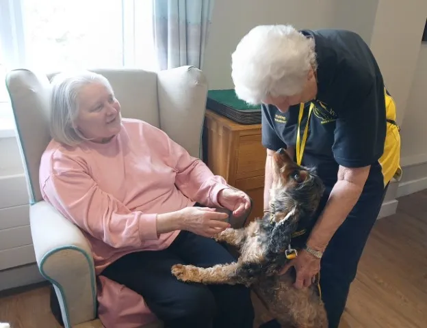 Therapy dog