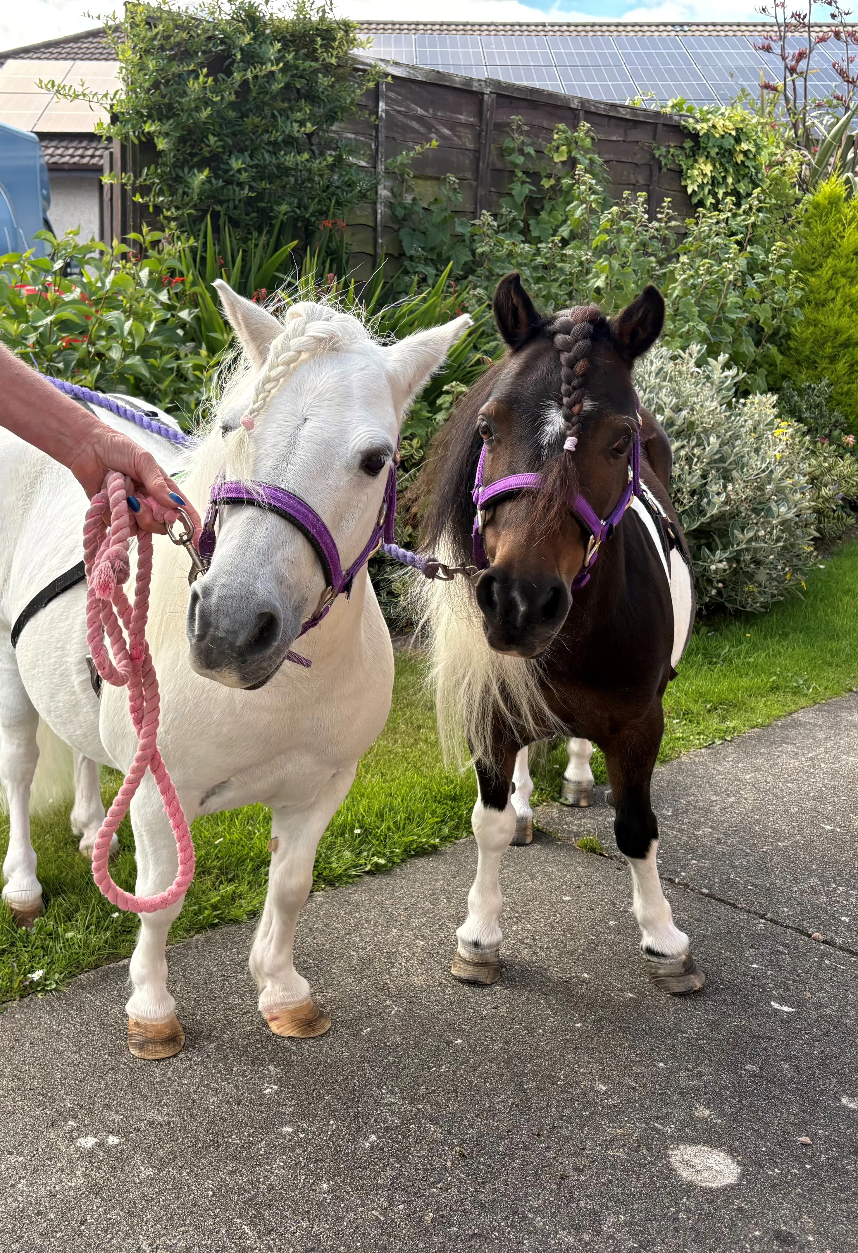 Joyful Ponies Visit 
