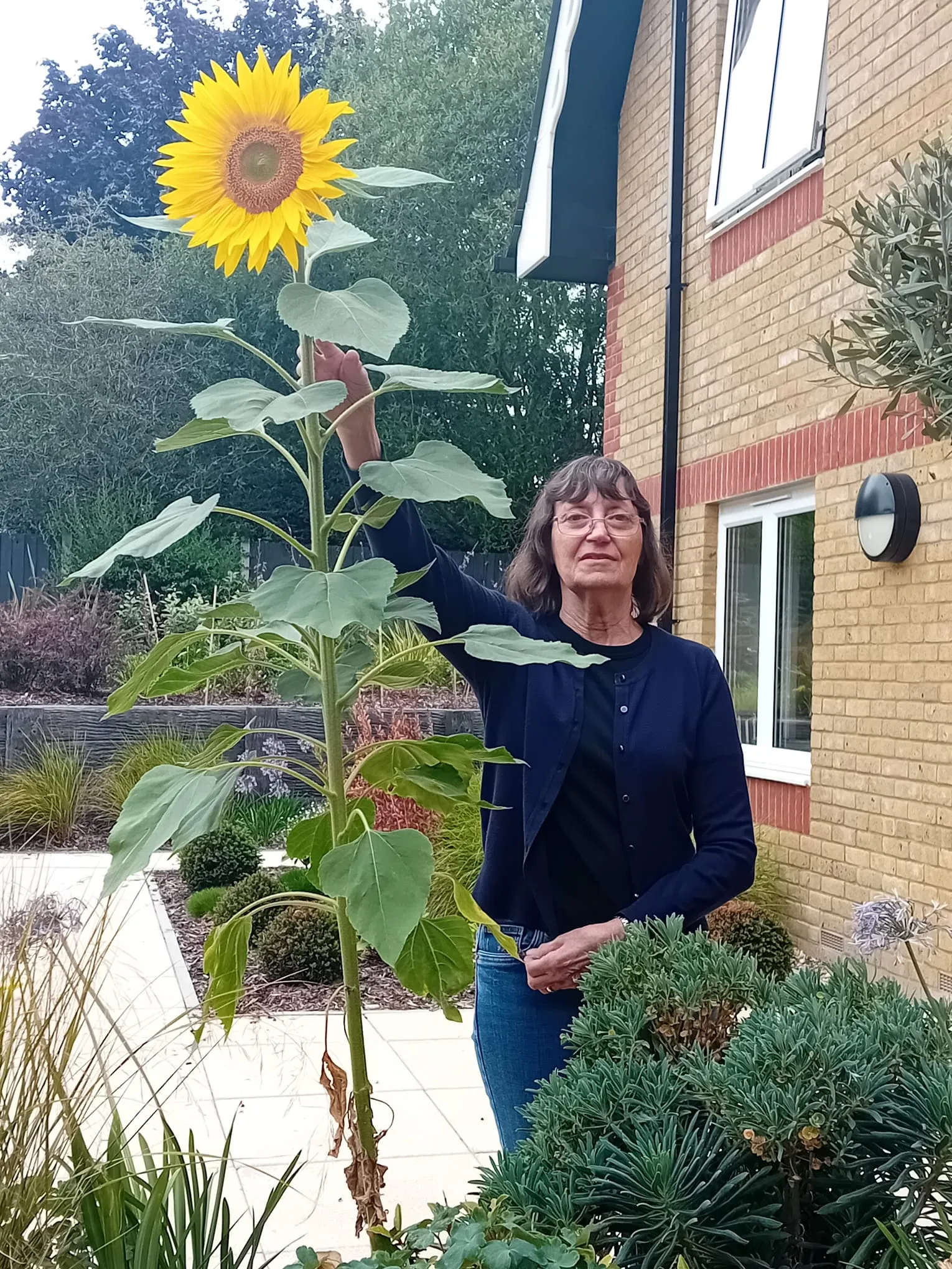 Sunflower Competition Hots Up!