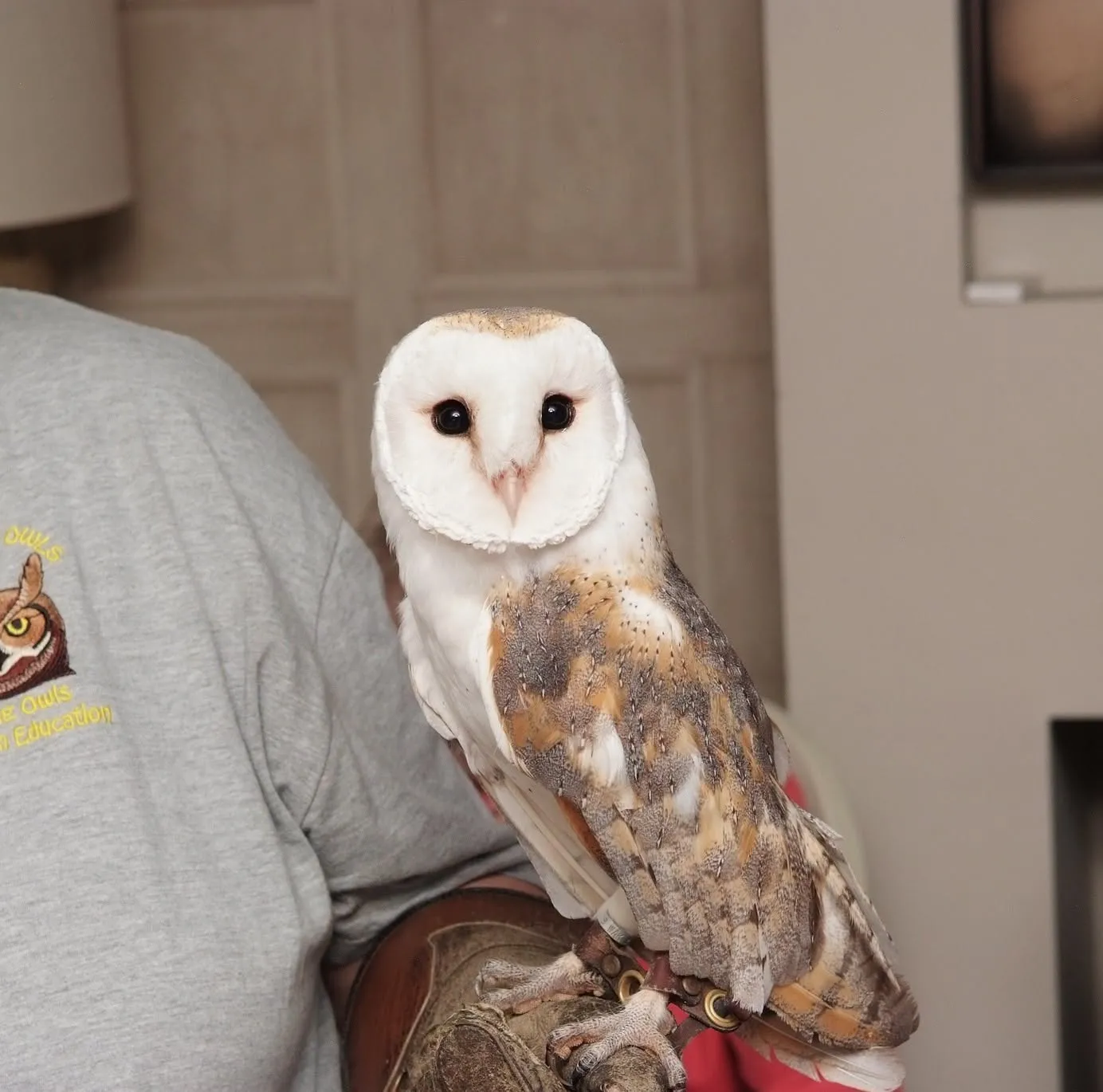 International Owl Awareness Day