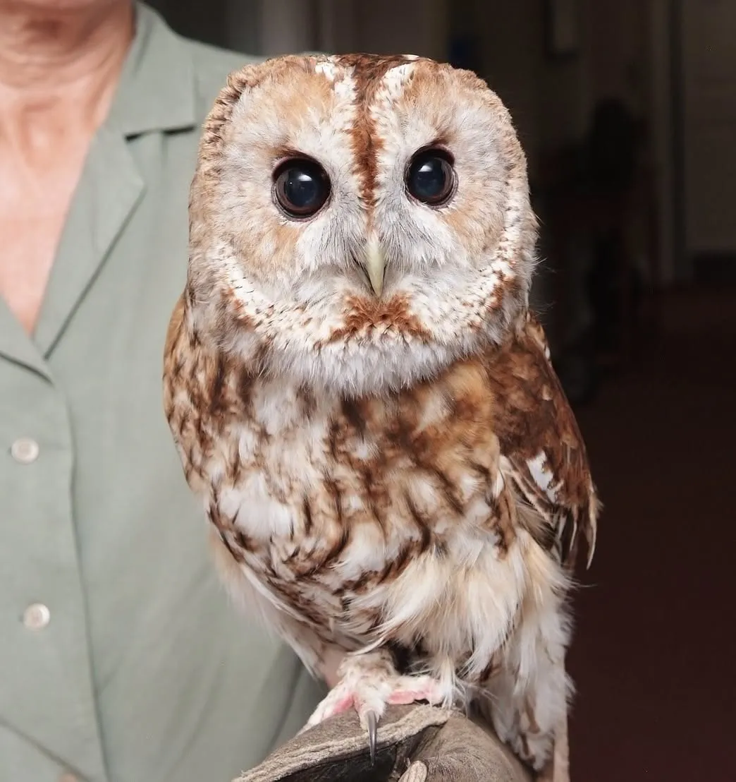 International Owl Awareness Day