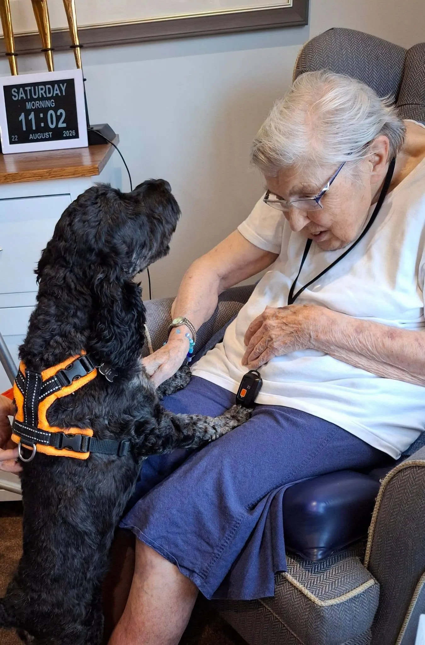 Pet Therapy