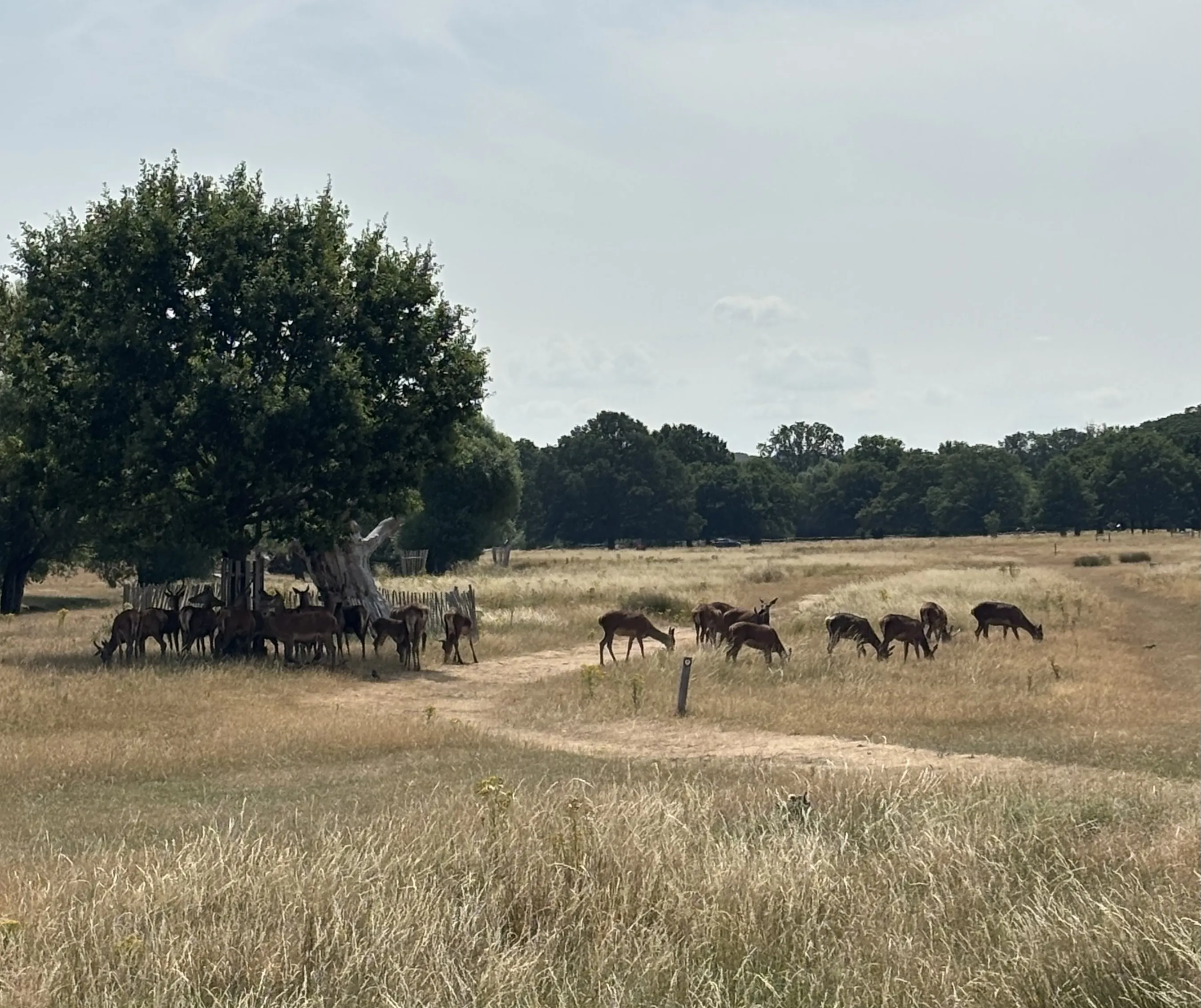 Outing to Richmond Park Pen Ponds