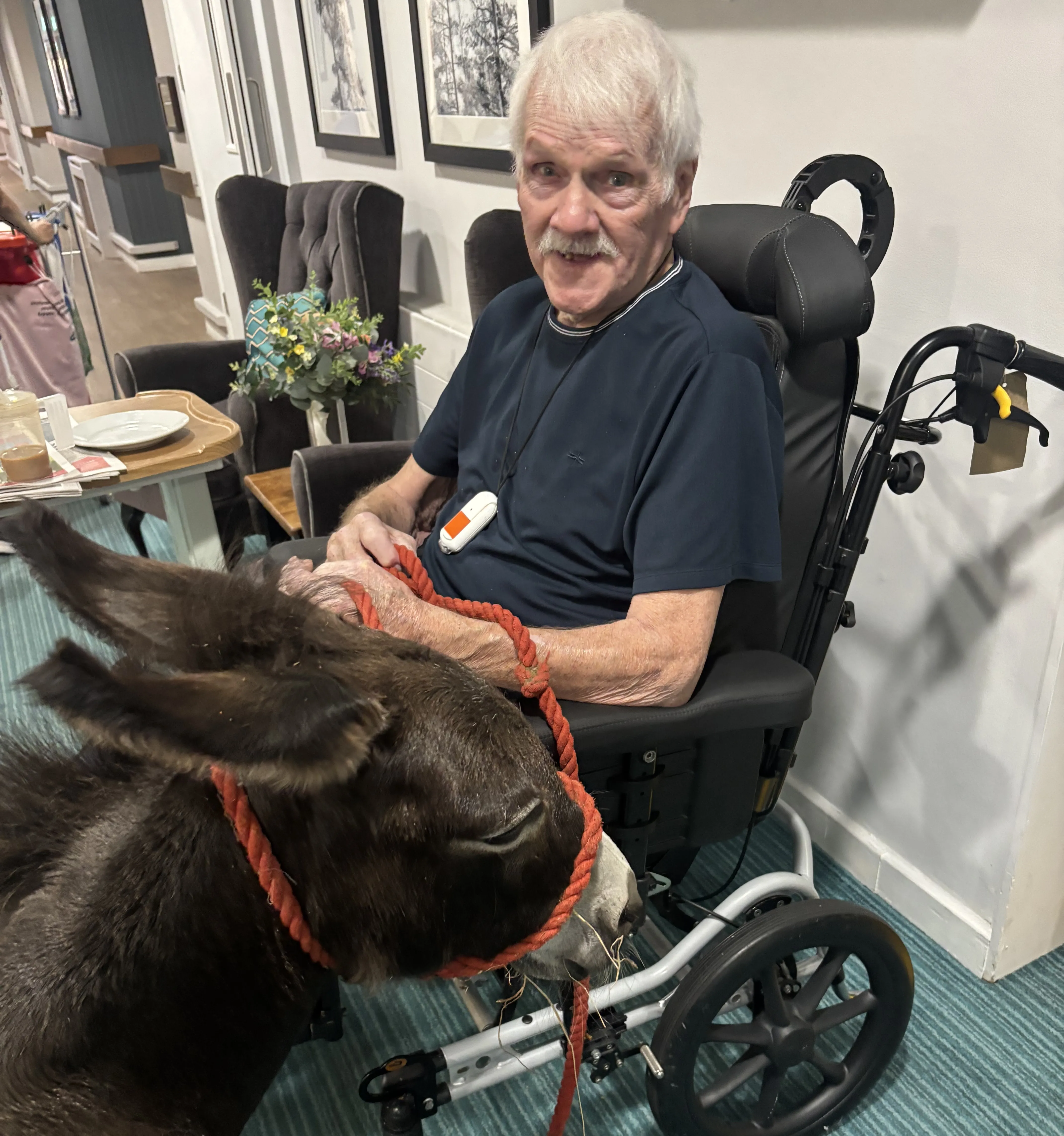 Donkey visit