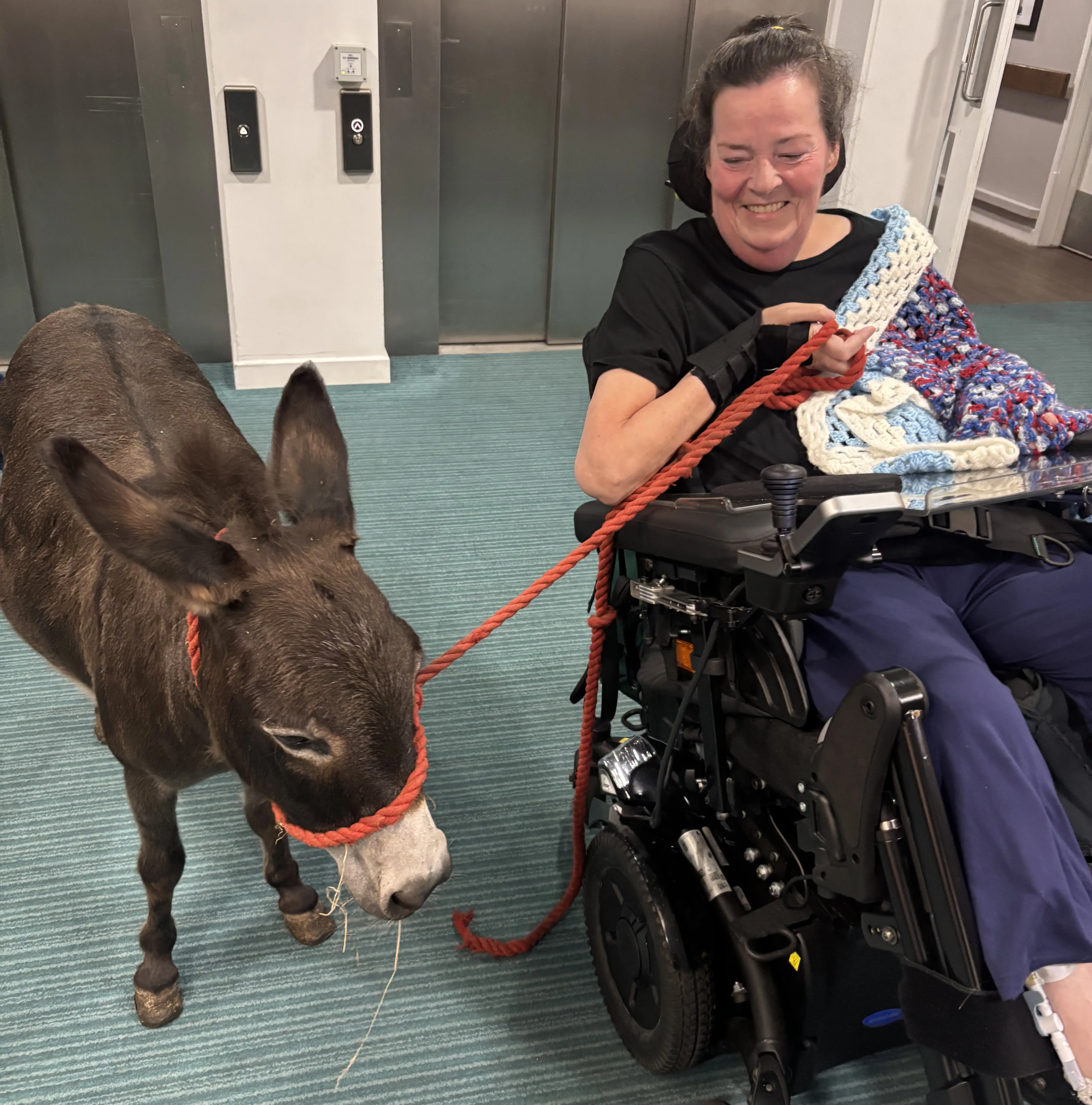 Donkey visit