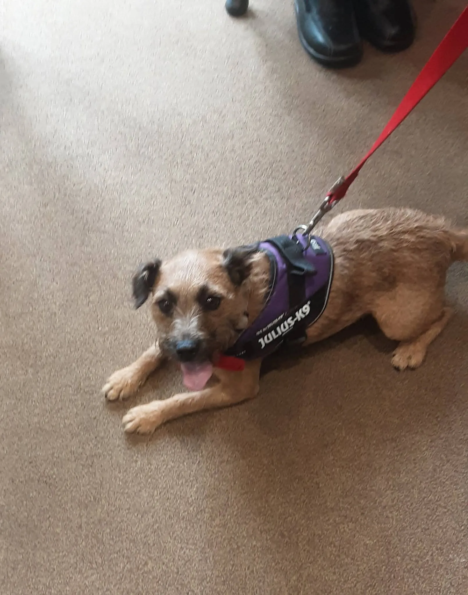 Furry Friends at Mount House