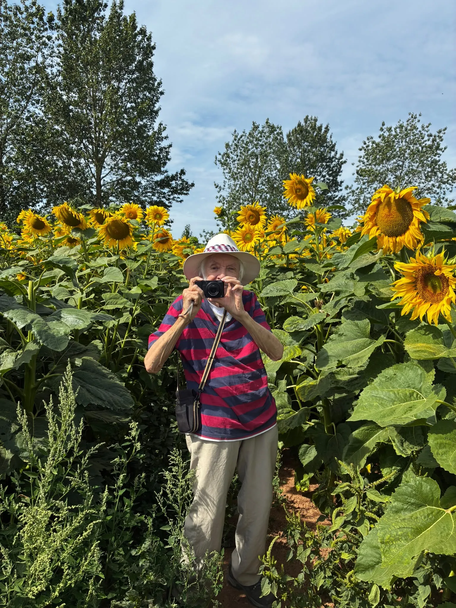 Sunflower trip to Darts Farm