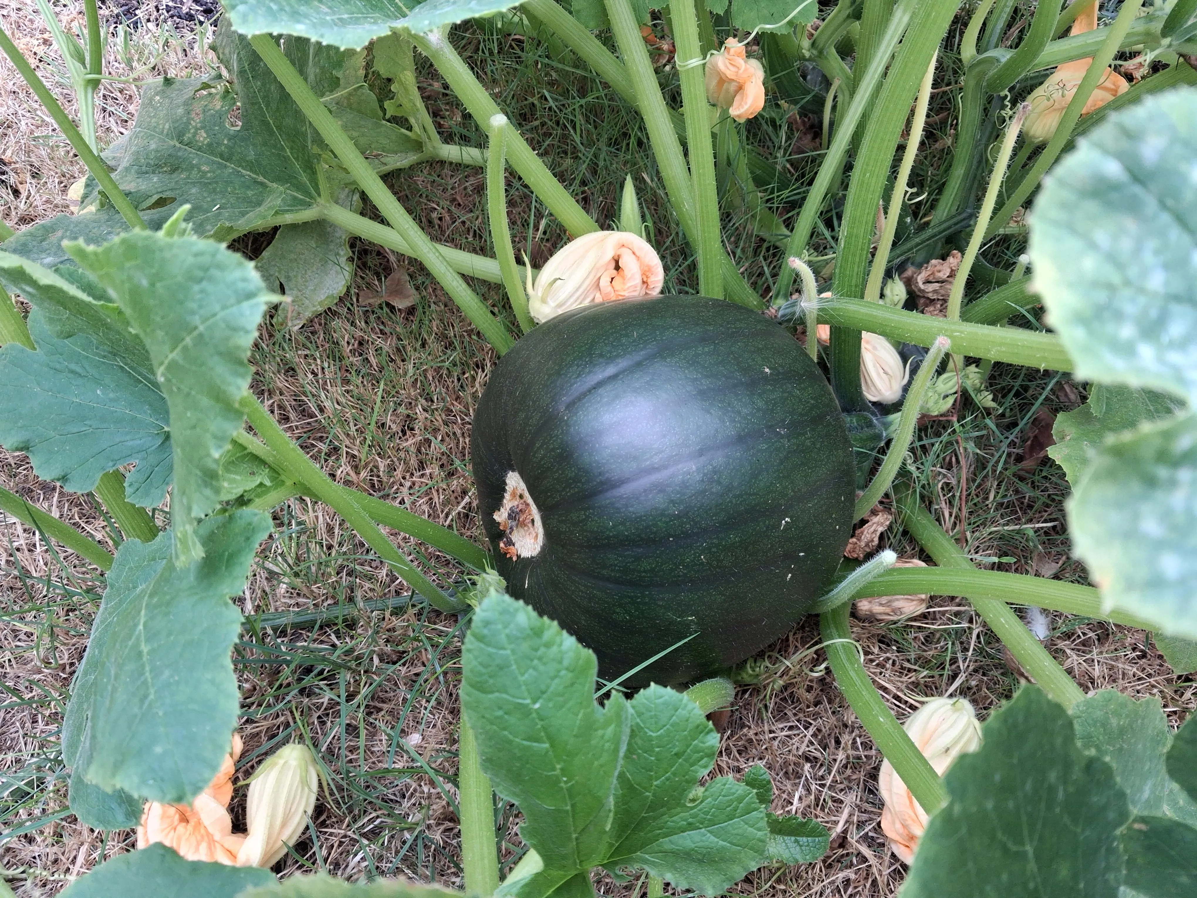 Our pumpkin is growing 