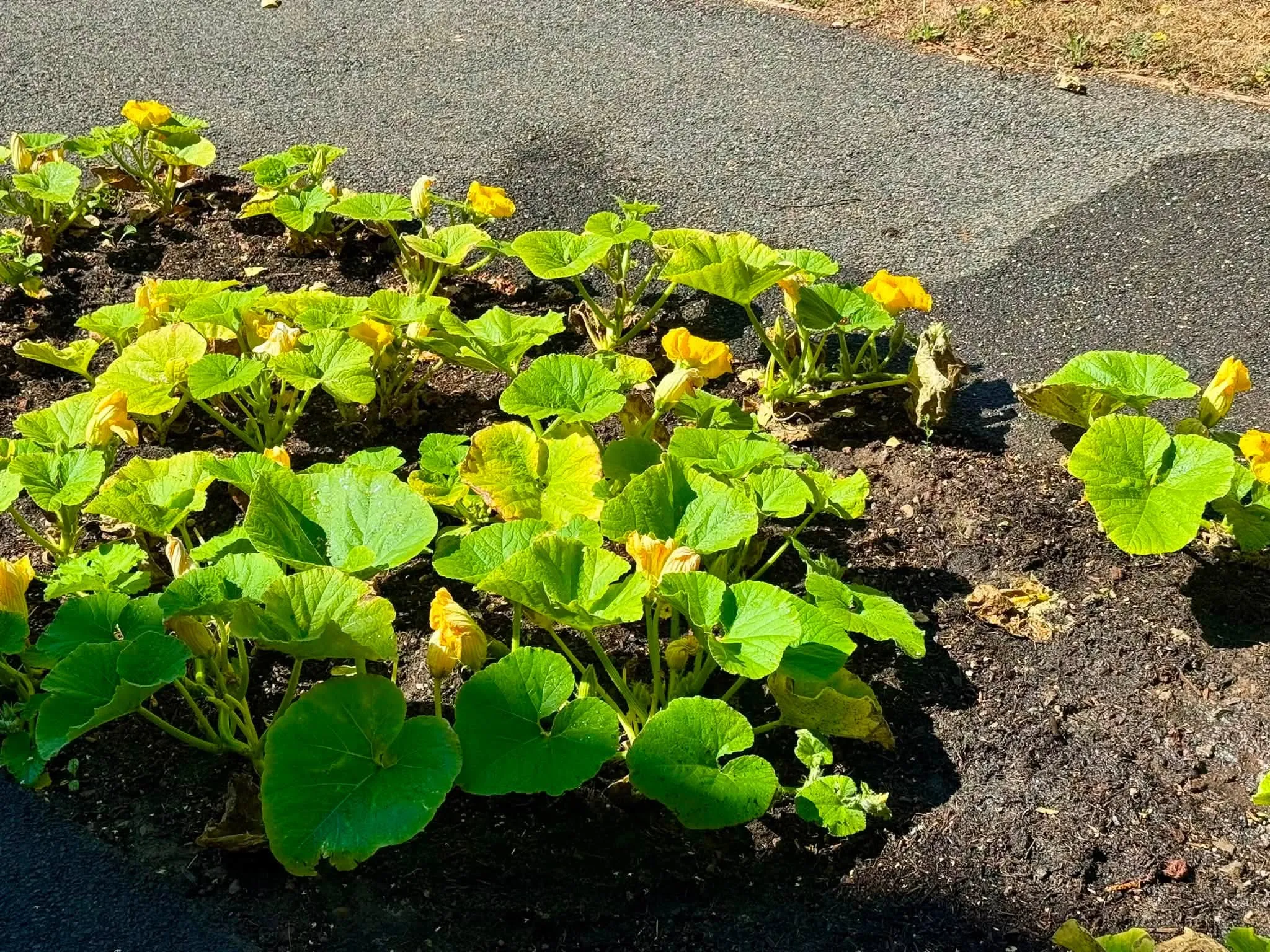 Gardening club