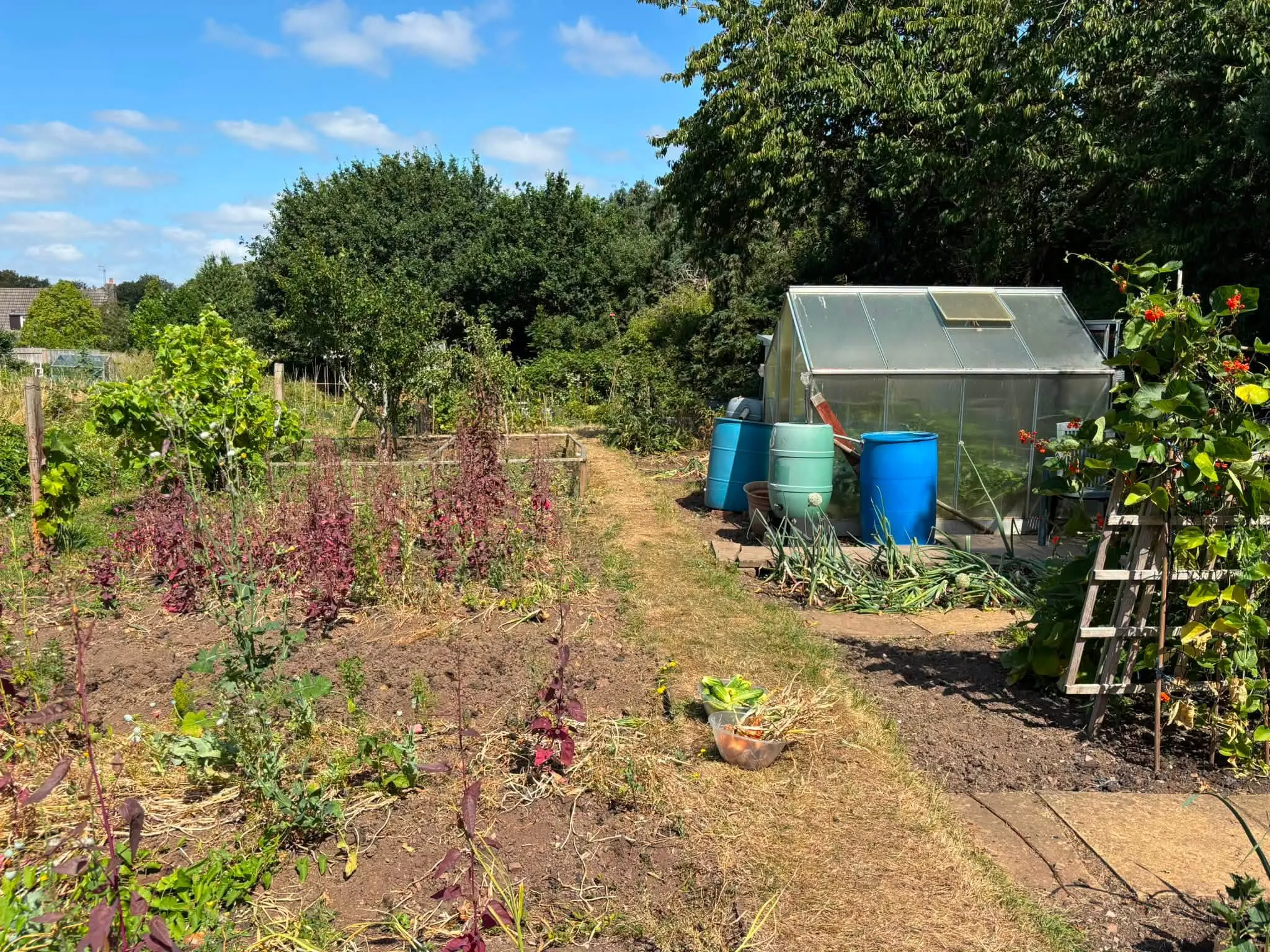 Harvesting the crops! 