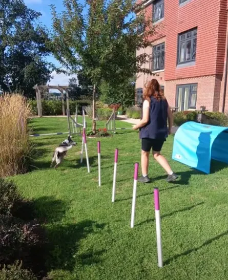 Dog Agility Display