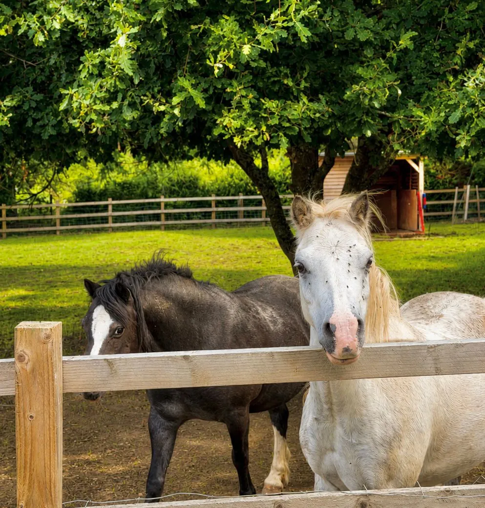 Pen Y Bryn Animal Sanctuary