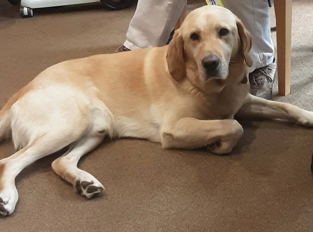 A Special Visit from Eric the Guide Dog!