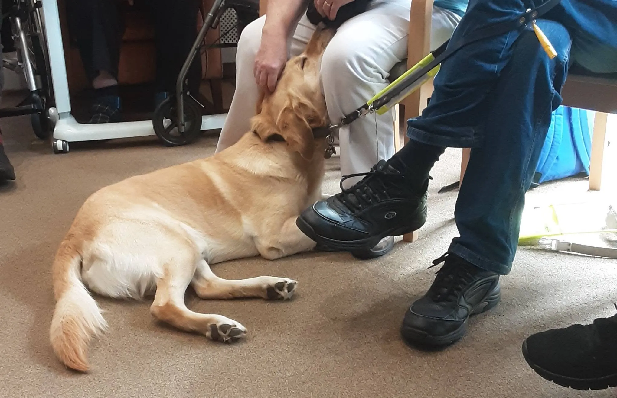 A Special Visit from Eric the Guide Dog!
