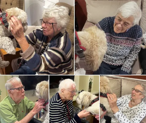 Dog therapy
